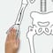 RoomMates Glow In The Dark Skeleton Peel & Stick Giant Decals